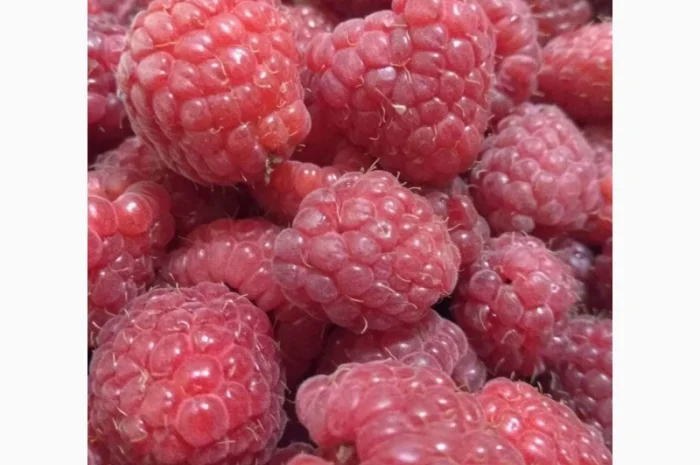 Саженцы малины, 10 шт- фото № 1