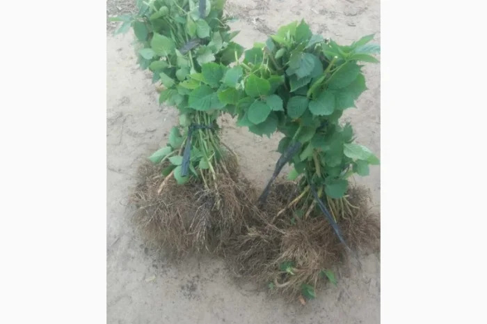 Продаю саженцы малины- фото № 1