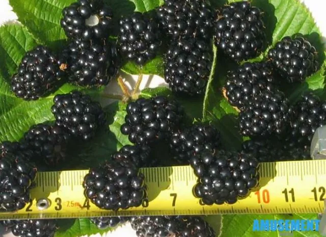 Саженцы малины ремонтантной (урожай 2 раза в год)- фото № 16