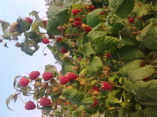 Продам саженці малини ремонтантних сортів Полка і Полана- фото № 1