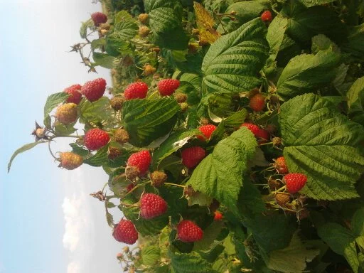 Продам саженці малини ремонтантних сортів Полка і Полана- фото № 2