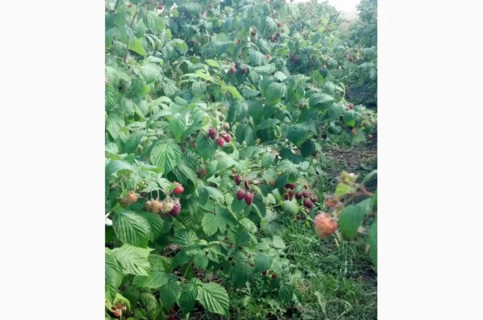 Продам саженці малини ремонтантних сортів Полка і Полана- фото № 3