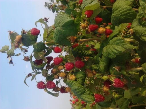 Продам саженці малини сортів Полка і Полана- фото № 1