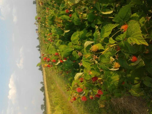 Продам саженці малини сортів Полка і Полана- фото № 2