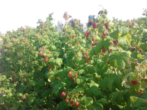 Продам саженці малини сортів Полка і Полана- фото № 3