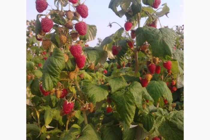 Продам саженці полуниці малини смородини- фото № 1