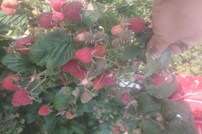Продам ремонтантну малину Полана та ін- фото № 1