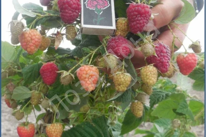 Продам садженці ремонтантної малини Зюгана- фото № 1