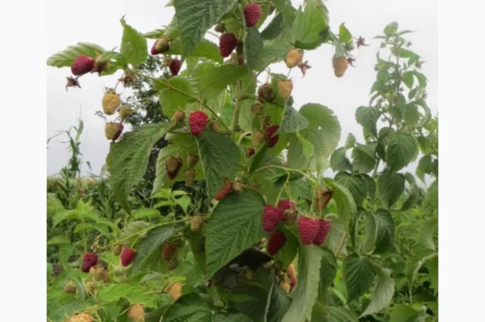 Продам саджанці ремонтантної малини Аміри- фото № 2