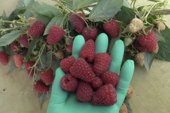 Продам саджанці ремонтантної малини Аміри- фото № 3