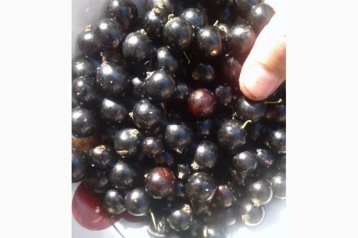 Саженцы черной смородины Ядреная – продажа- фото № 1