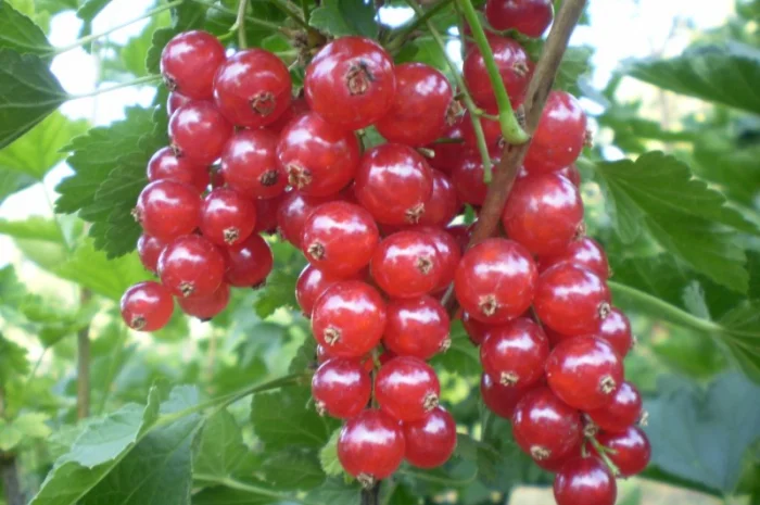 Саженцы красной смородины (порічки)- фото № 2