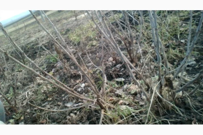 Черенки Ровади (є обєми) смородини і порічки- фото № 3