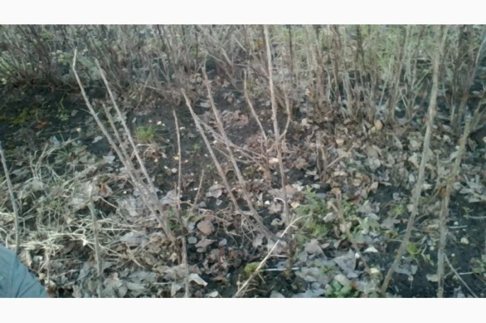 Черенки Ровади (є обєми) смородини і порічки- фото № 4