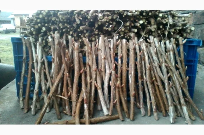 Черенки Ровади (є обєми) смородини і порічки- фото № 1