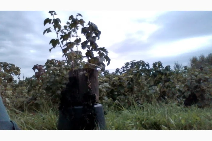 Черенки Ровади (є обєми) смородини і порічки- фото № 2