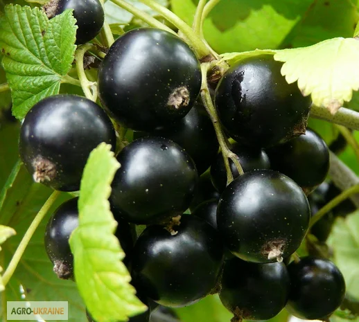 Елітні саджанці смородини Ядреная та 15 сортів оптом- фото № 1