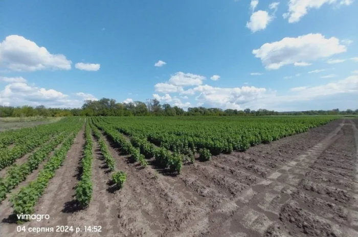 Саджанці смородини.Тісель, Тібен, БенТіран, Орес, Гоферт, Рубен, Ювілейна- фото № 1