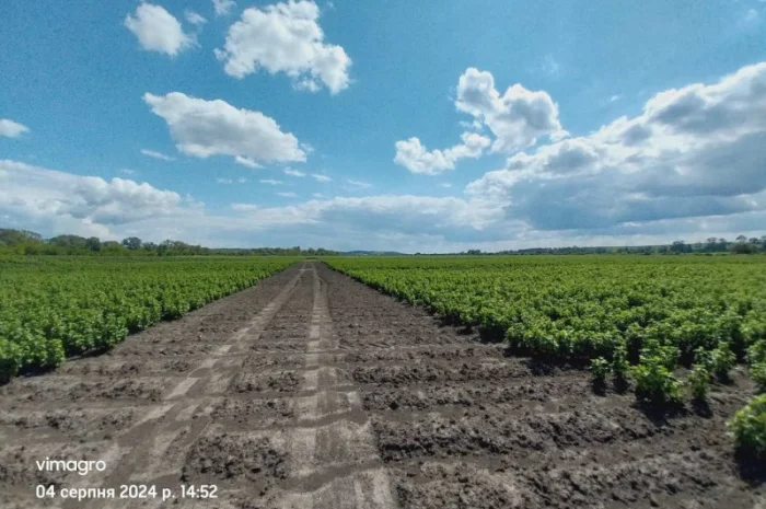 Саджанці смородини.Тісель, Тібен, БенТіран, Орес, Гоферт, Рубен, Ювілейна- фото № 2