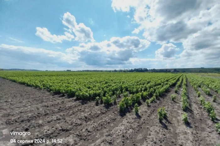 Саджанці смородини.Тісель, Тібен, БенТіран, Орес, Гоферт, Рубен, Ювілейна- фото № 3