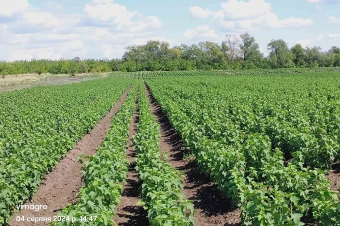 Саджанці смородини.Тісель, Тібен, БенТіран, Орес, Гоферт, Рубен, Ювілейна- фото № 5
