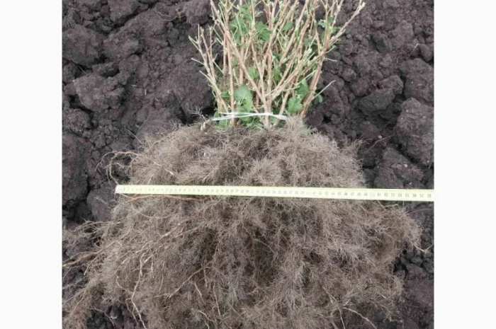 Саджанці смородини сортів Tisel, Tiben та інших- фото № 1