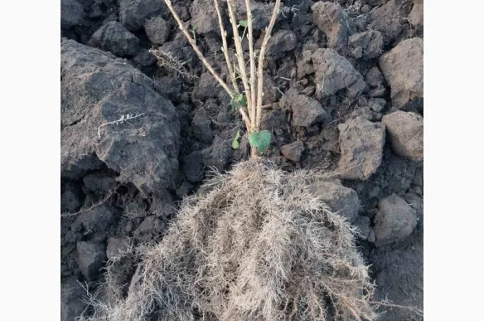 Саджанці смородини сортів Tisel, Tiben та інших- фото № 2