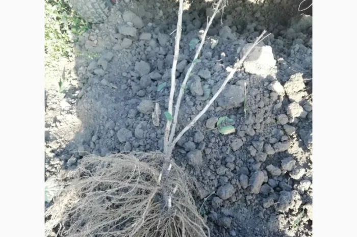 Саджанці порічки.Порічка.Ровада, Роднеус, Віксне, Джонкер Ван Тес. Саджанці порічки- фото № 1