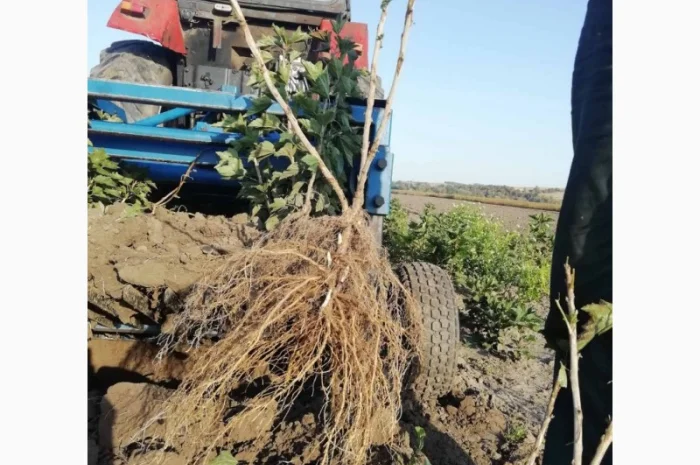 Саджанці порічки.Порічка.Ровада, Роднеус, Віксне, Джонкер Ван Тес. Саджанці порічки- фото № 2