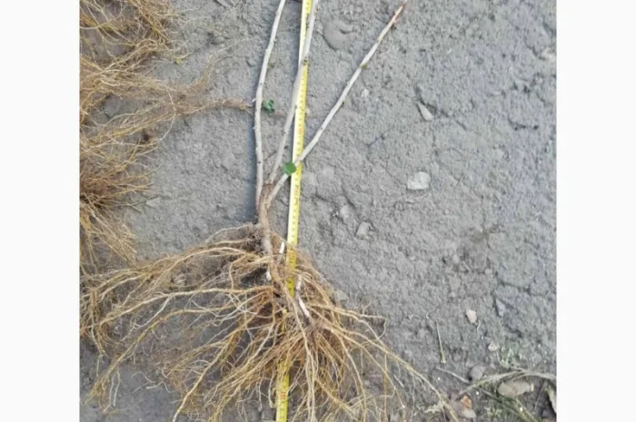 Саджанці порічки.Порічка.Ровада, Роднеус, Віксне, Джонкер Ван Тес. Саджанці порічки- фото № 3