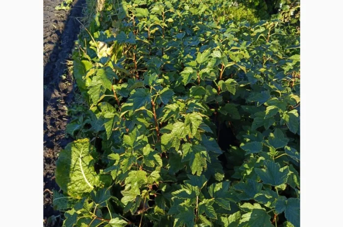 Продам саджанці смородини Вкрнісаж- фото № 1