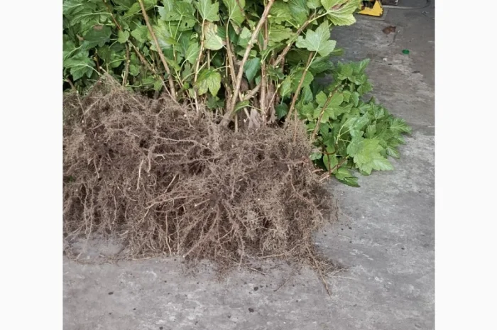 Продам саджанці смородини Вкрнісаж- фото № 2