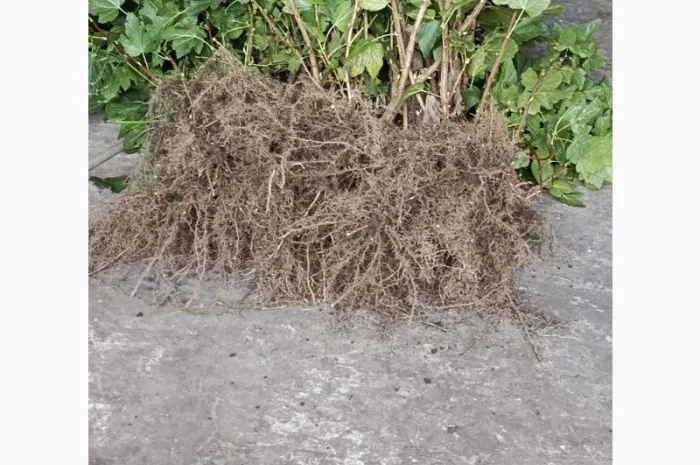 Продам саджанці смородини Вкрнісаж- фото № 3