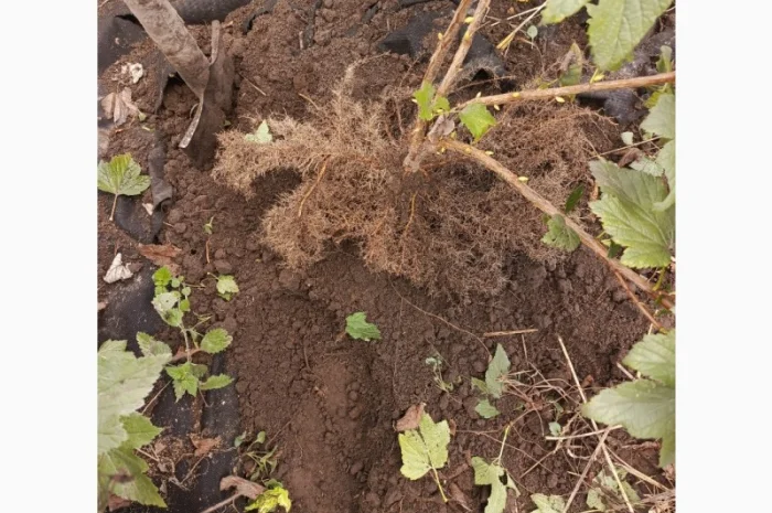 Продам саджанці смородини Вкрнісаж- фото № 4