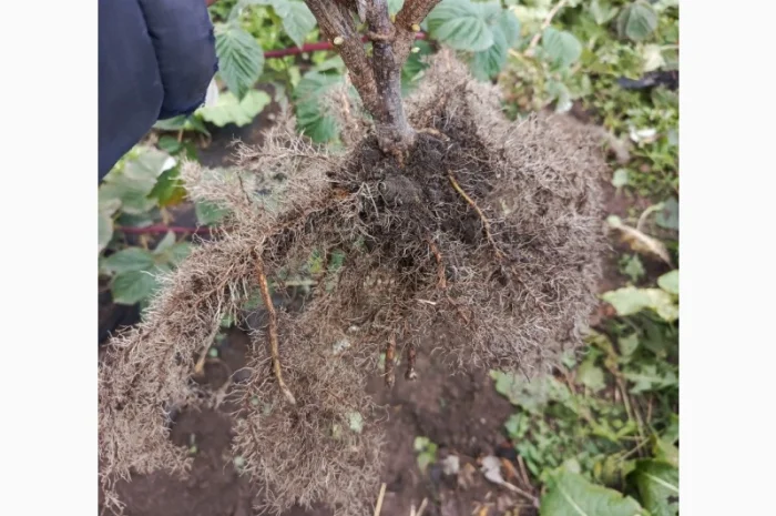 Продам саджанці смородини Вкрнісаж- фото № 6