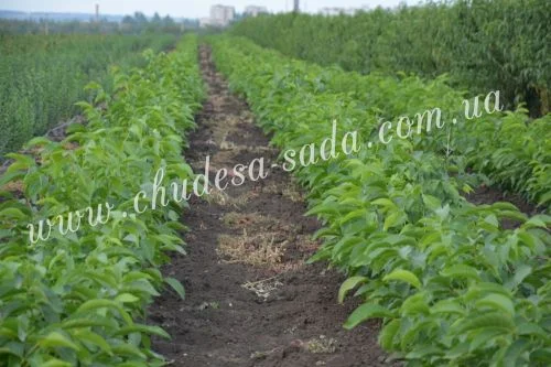 Элитные саженцы смородины: черная, белая, красная - доставка почтой! Оптом и в розницу- фото № 3