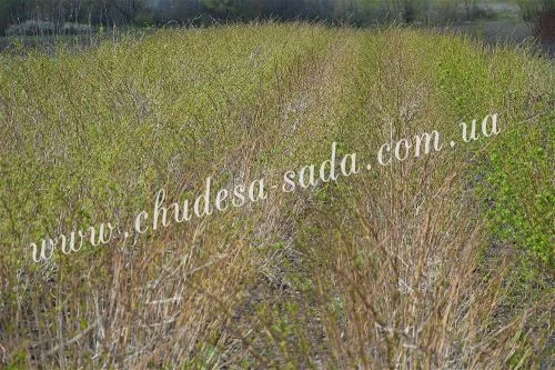 Элитные саженцы смородины: черная, белая, красная - доставка почтой! Оптом и в розницу- фото № 10