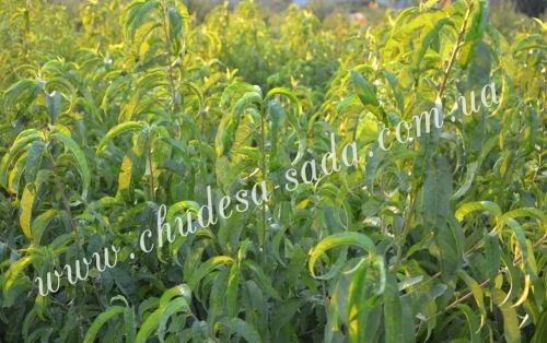 Элитные саженцы смородины: черная, белая, красная - доставка почтой! Оптом и в розницу- фото № 11