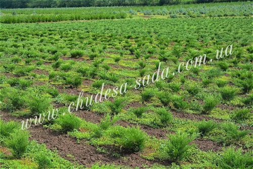 Элитные саженцы смородины: черная, белая, красная - доставка почтой! Оптом и в розницу- фото № 6