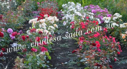 Элитные саженцы смородины: черная, белая, красная - доставка почтой! Оптом и в розницу- фото № 7