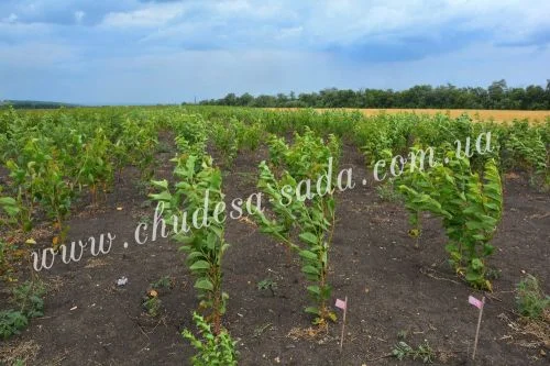 Элитные саженцы смородины: черная, белая, красная - доставка почтой! Оптом и в розницу- фото № 4