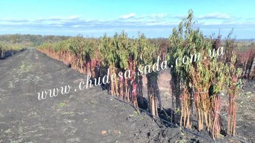 Элитные саженцы смородины: черная, белая, красная - доставка почтой! Оптом и в розницу- фото № 8