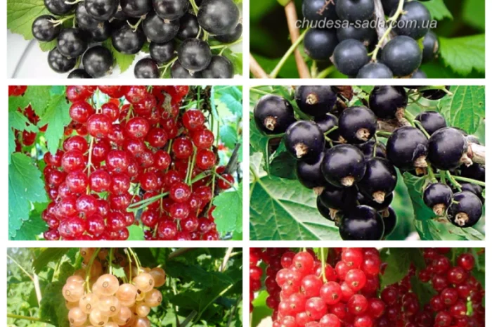 Саджанці смородини: чорна- фото № 1