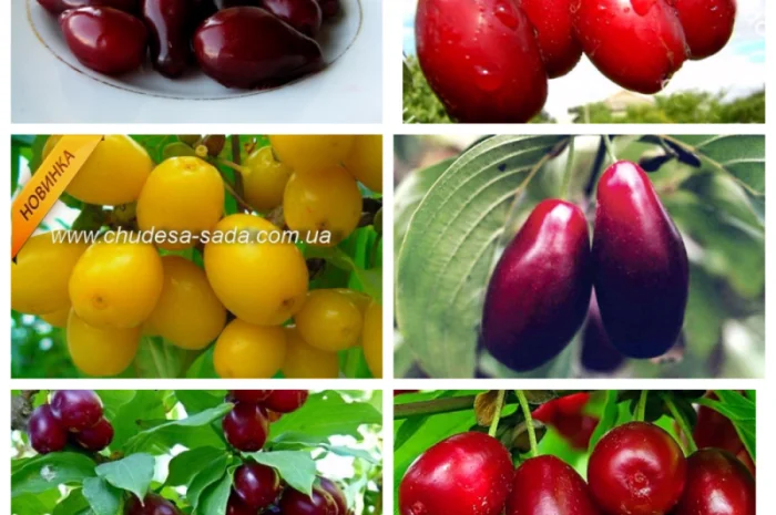 Саджанці смородини: чорна- фото № 2