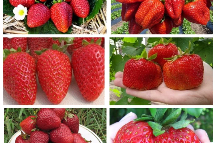 Саджанці смородини: чорна- фото № 3