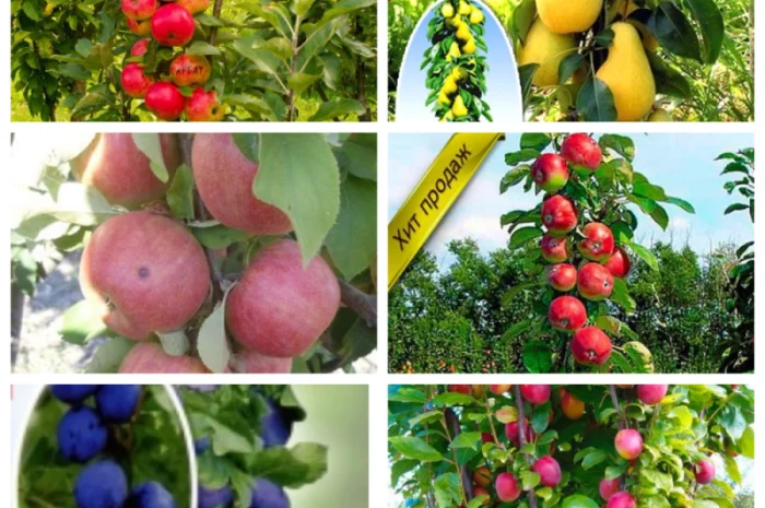 Саджанці смородини: чорна- фото № 4