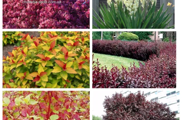 Саджанці смородини: чорна- фото № 5