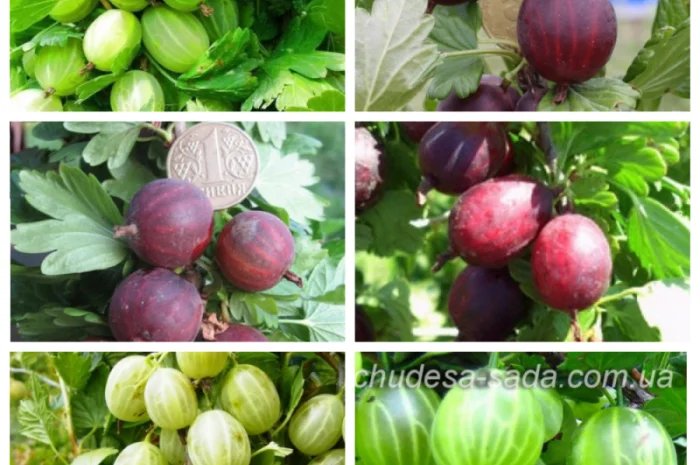 Саджанці смородини: чорна- фото № 6