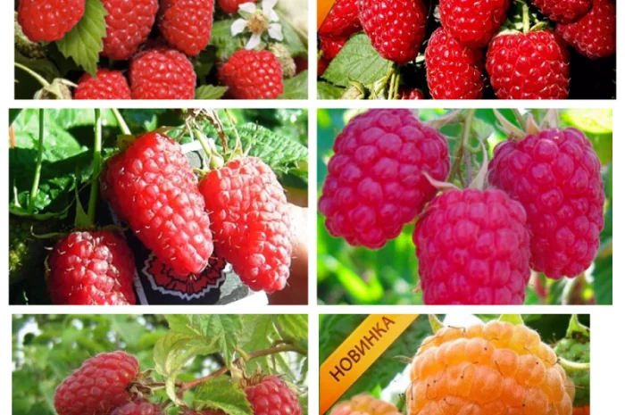 Саджанці смородини: чорна- фото № 7