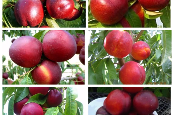 Саджанці смородини: чорна- фото № 9